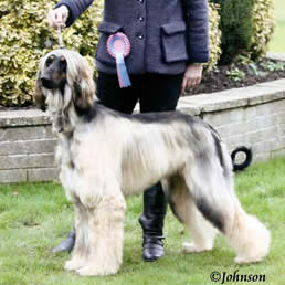 Saxonmill Midnight Cowboy