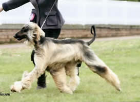 Saxonmill Midnight Cowboy