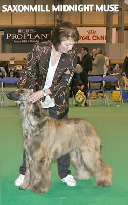 Saxonmill Midnight Muse