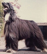 Ch Saxonmill Black Currant