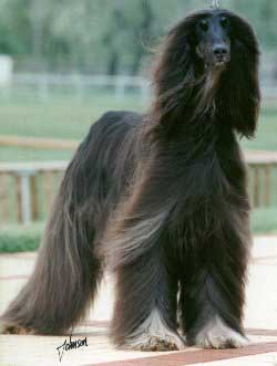 Ch Saxonmill Currant Bun