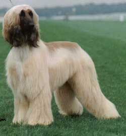 Ch Karnak Jeera at Saxonmill