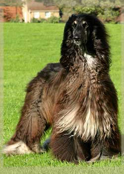 Saxonmill Rocket Man