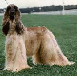 Ch Saxonmill Rum Tum Tigger