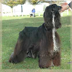 Saxonmill Sun Spot Doll